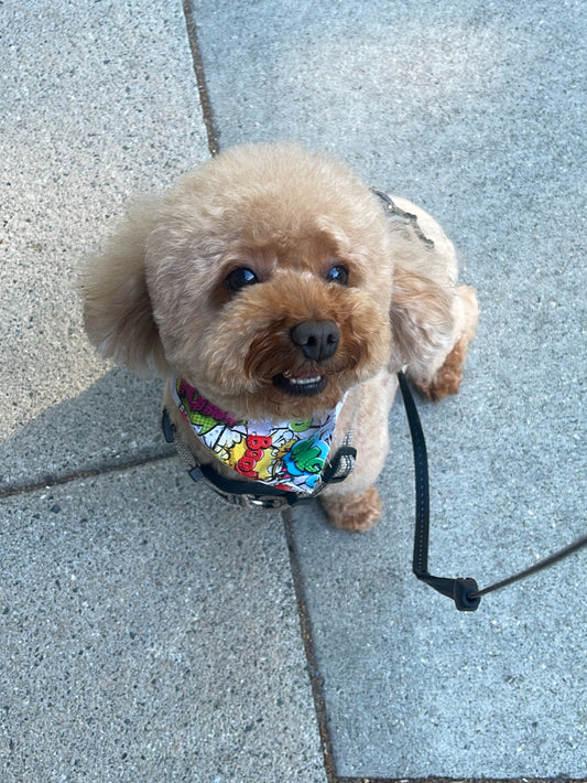 LV Dog Kiss